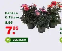 Welkoop Dahlia Ø 19 cm aanbieding