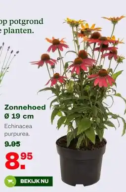 Welkoop Zonnehoed Ø 19 cm aanbieding