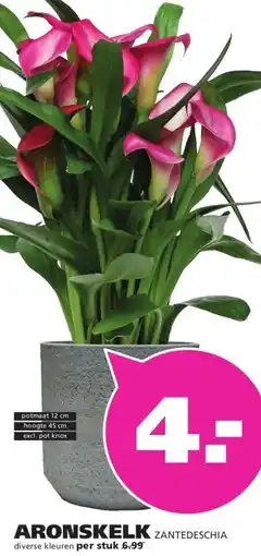 Ranzijn ARONSKELK ZANTEDESCHIA aanbieding
