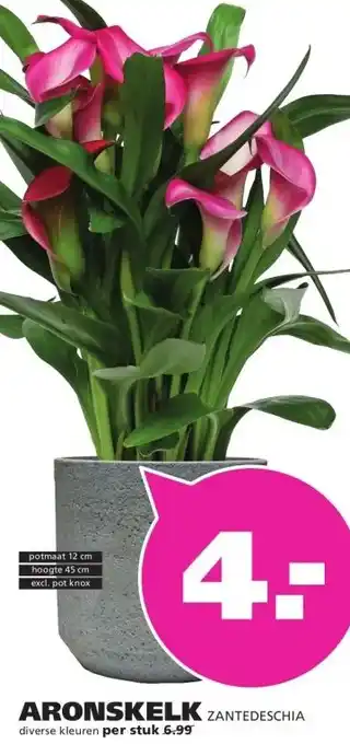 Ranzijn ARONSKELK ZANTEDESCHIA aanbieding