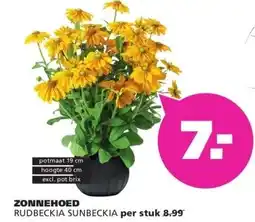 Ranzijn ZONNEHOED RUDBECKIA SUNBECKIA aanbieding