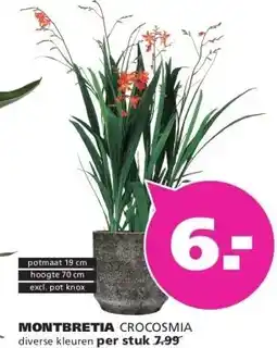 Ranzijn MONTBRETIA CROCOSMIA aanbieding
