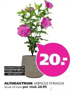 Ranzijn ALTHEASTRUIK HIBISCUS SYRIACUS aanbieding