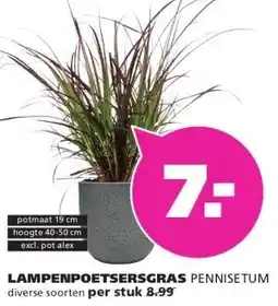 Ranzijn LAMPENPOETSERSGRAS PENNISETUM aanbieding