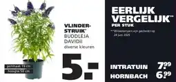 Ranzijn VLINDER-STRUIK* BUDDLEJA DAVIDII aanbieding