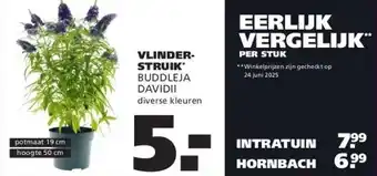Ranzijn VLINDER-STRUIK* BUDDLEJA DAVIDII aanbieding