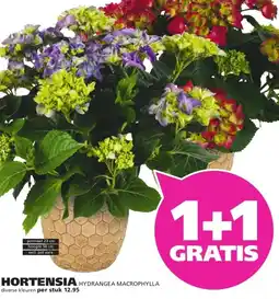 Ranzijn HORTENSIA HYDRANGEA MACROPHYLLA aanbieding