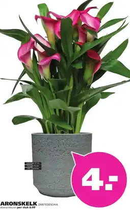 Ranzijn ARONSKELK ZANTEDESCHIA aanbieding