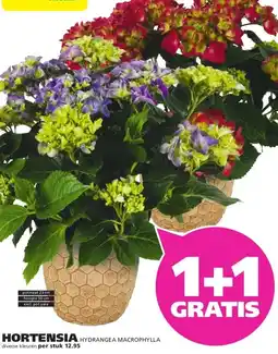 Ranzijn HORTENSIA HYDRANGEA MACROPHYLLA aanbieding