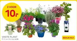 Praxis VASTE PLANT aanbieding