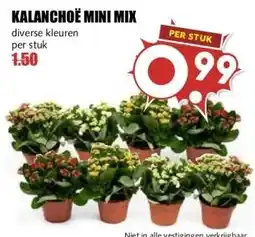MCD Supermarkt KALANCHOË MINI MIX aanbieding