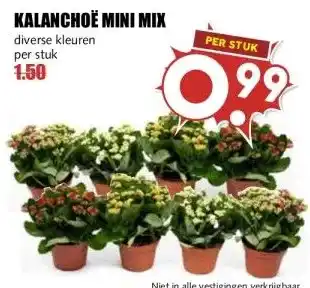 MCD Supermarkt KALANCHOË MINI MIX aanbieding