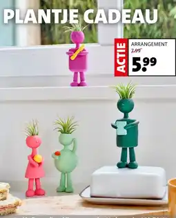 Intratuin Arrangement aanbieding
