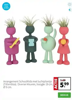 Intratuin Arrangement SchoolKids met luchtplantje (Tillandsia). Diverse kleuren, hoogte 19 cm, Ø 9 cm. aanbieding