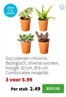 Intratuin Succulenten-minimix. Biologisch, diverse soorten, hoogte 10 cm, Ø 6 cm. Combinaties mogelijk. aanbieding