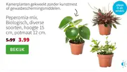 Intratuin Peperomia mix. Biologisch aanbieding