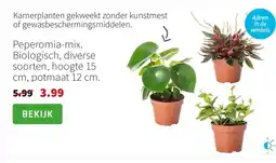 Intratuin Peperomia-mix. Biologisch, diverse soorten, hoogte 15 cm, potmaat 12 cm. aanbieding