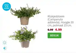 Intratuin Klokjesbloem (Campanula addenda). Hoogte 20 cm, potmaat 15 cm. aanbieding