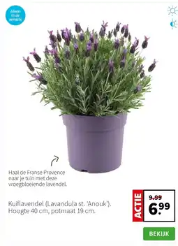 Intratuin Kuiflavendel (Lavandula st. ‘Anouk’). Hoogte 40 cm, potmaat 19 cm. aanbieding