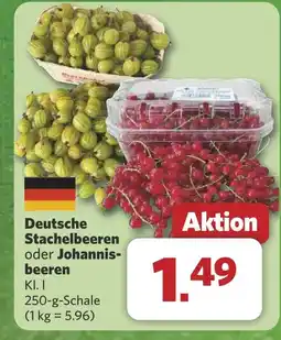 Combi Deutsche Stachelbeeren oder Johannis- beeren aanbieding