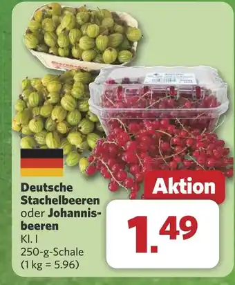 Combi Deutsche Stachelbeeren oder Johannis- beeren aanbieding