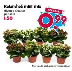 Boon`s Markt Kalanchoë mini mix aanbieding