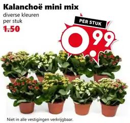 CoopCompact Kalanchoë mini mix aanbieding