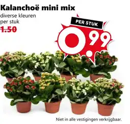 Coop Kalanchoë mini mix aanbieding