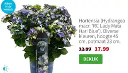 Intratuin Hortensia aanbieding