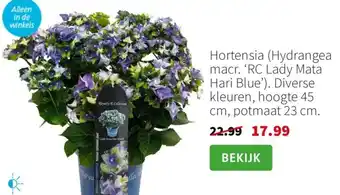 Intratuin Hortensia aanbieding