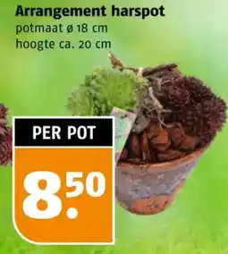 Poiesz Arrangement harspot aanbieding