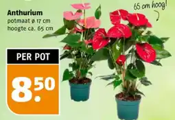 Poiesz Anthurium aanbieding
