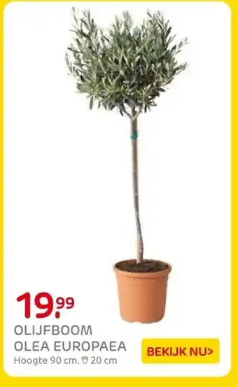Praxis OLIJFBOOM OLEA EUROPAEA aanbieding