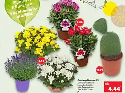 Kaufland DE Gartenpflanzen XL aanbieding