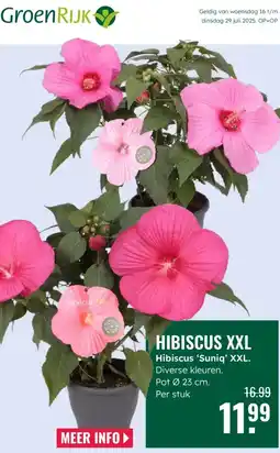 GroenRijk Hibiscus XXL aanbieding
