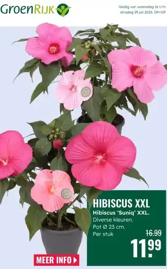GroenRijk Hibiscus XXL aanbieding