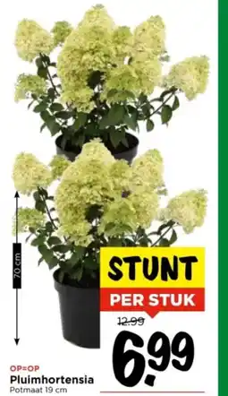Vomar Voordeelmarkt Pluimhortensia aanbieding
