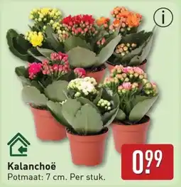 ALDI Kalanchoë aanbieding
