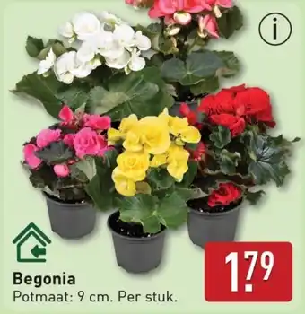 ALDI Begonia aanbieding