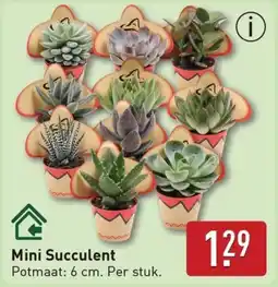 ALDI Mini Succulent aanbieding