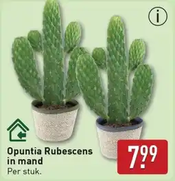 ALDI Opuntia Rubescens in mand aanbieding