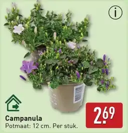ALDI Campanula aanbieding