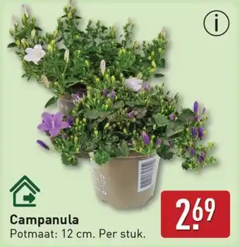 ALDI Campanula aanbieding