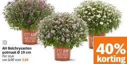 Albert Heijn AH Bolchrysanten potmaat aanbieding