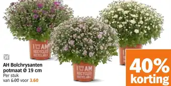 Albert Heijn AH Bolchrysanten potmaat aanbieding