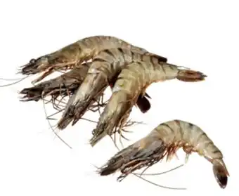 Budget Food Black Tiger Garnalen Met Kop en Schaal 31/40 aanbieding