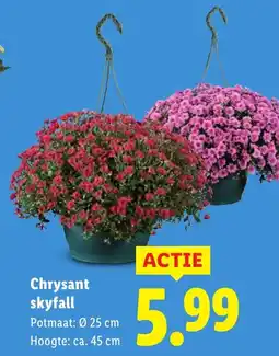 Lidl Chrysant Skyfall aanbieding