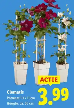 Lidl Clematis aanbieding
