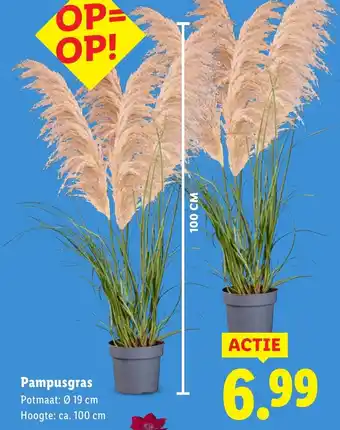 Lidl Pampusgras aanbieding