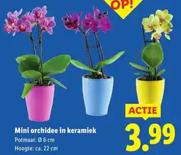 Lidl Mini Orchidee in Keramiek aanbieding